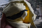 Vintage 1980s Polo By Ralph Lauren Windbreaker Jacket